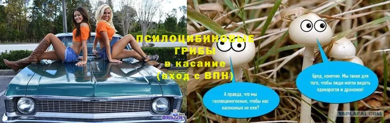 Галлюциногенные грибы Psilocybe  наркошоп  нарко площадка Telegram  Волгодонск 